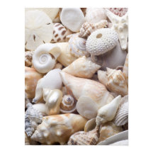 Anpassningsbarna Florida Sea Snäcka Background - B