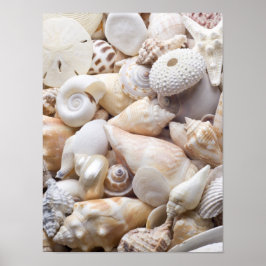 Anpassningsbarna Florida Sea Snäcka Background - B Poster