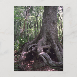 Anpassningsbarna Louisiana Postcard för den indisk Vykort