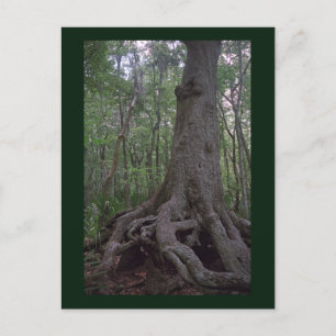 Anpassningsbarna Louisiana Postcard för den indisk Vykort