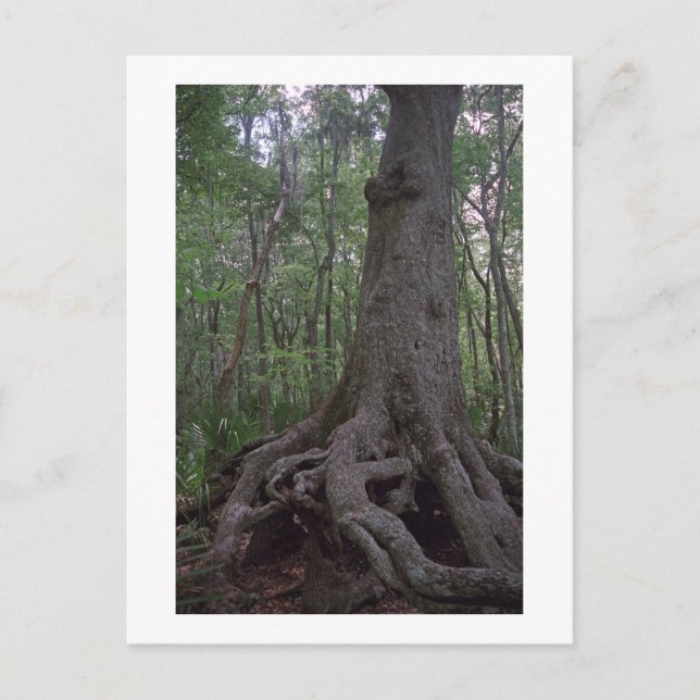 Anpassningsbarna Louisiana Postcard för den indisk Vykort (Framsida)