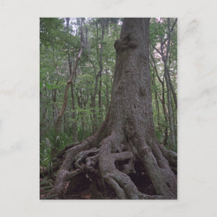 Anpassningsbarna Louisiana Postcards i den indiska Vykort