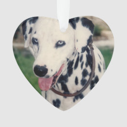 Anpassningsbarna Min sällskapsvän överför ditt ege