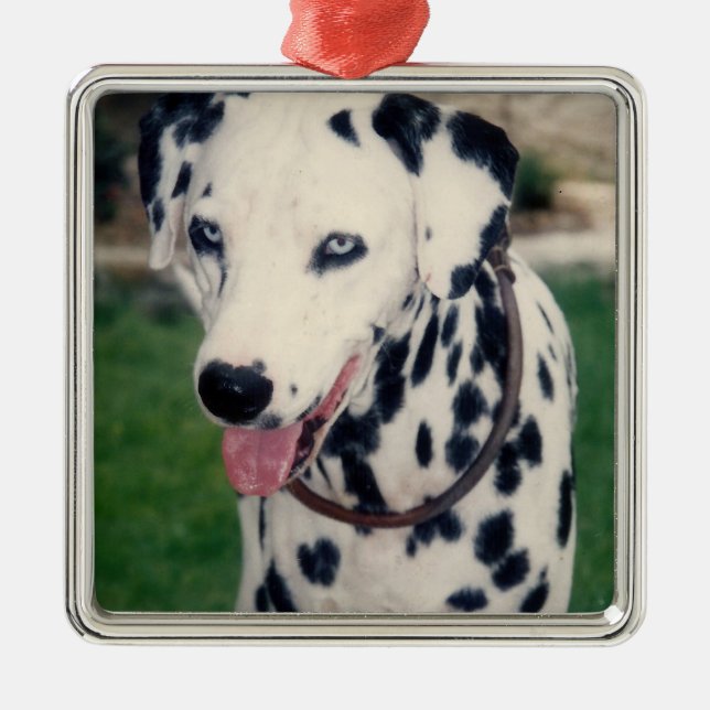 Anpassningsbarna Min sällskapsvän överför ditt ege Julgransprydnad Metall (Framsidan)