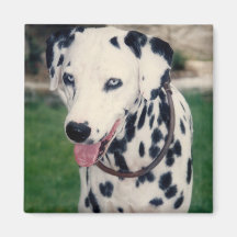 Anpassningsbarna Min sällskapsvän överför ditt ege