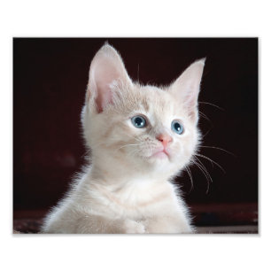 Anpassningsbarna Photo Print Fototryck