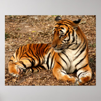 Anpassningsbarna Tiger Cat Print Anniversaries Poster
