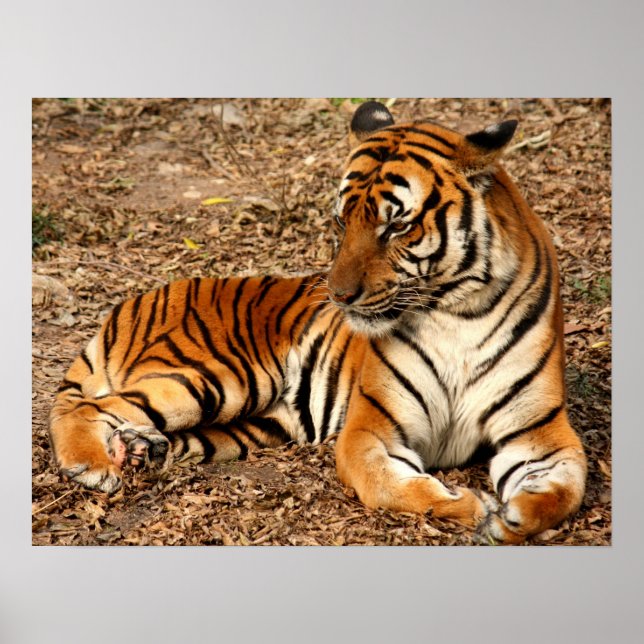 Anpassningsbarna Tiger Cat Print Anniversaries Poster (Framsidan)