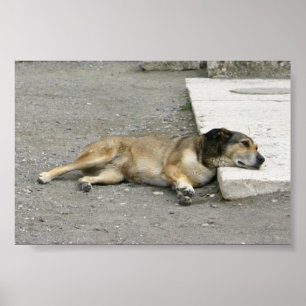 Anpassningsbarna Trött Hund poster