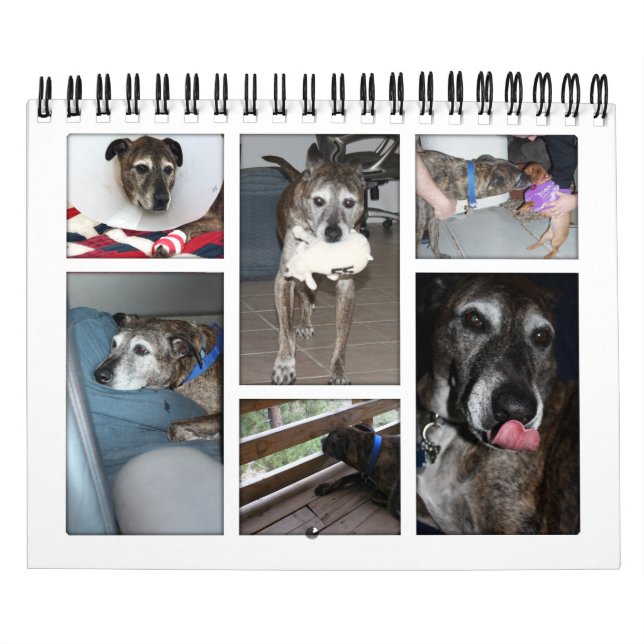 Anpassningsbarnas fotokalender kalender (Omslag)