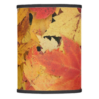 Anpassningsbarnas ljusskugga (endast)