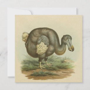 Anque Dodo Bird Natural History - platta kort