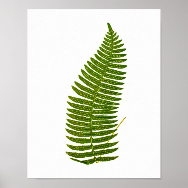 Anque Fern Botanias utskrift nr 3 Garden Decor Poster (Framsidan)