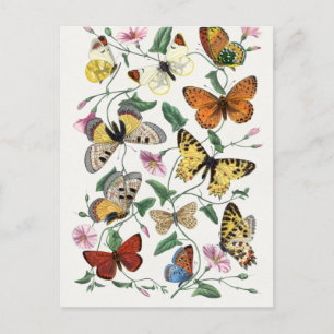 Anque Paul Gervais Butterflies Naturhistoria Vykort