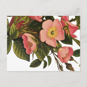 Anque Ro Flower Art Illustration Teckning Vykort