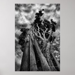 Anropa Himlar - finbildsfoto Poster