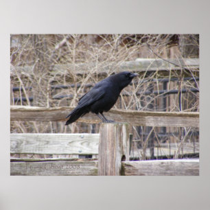 Anropa Kråka 1 Poster
