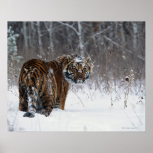 Anseende för tiger (Panthera tigris) i djup snö Poster