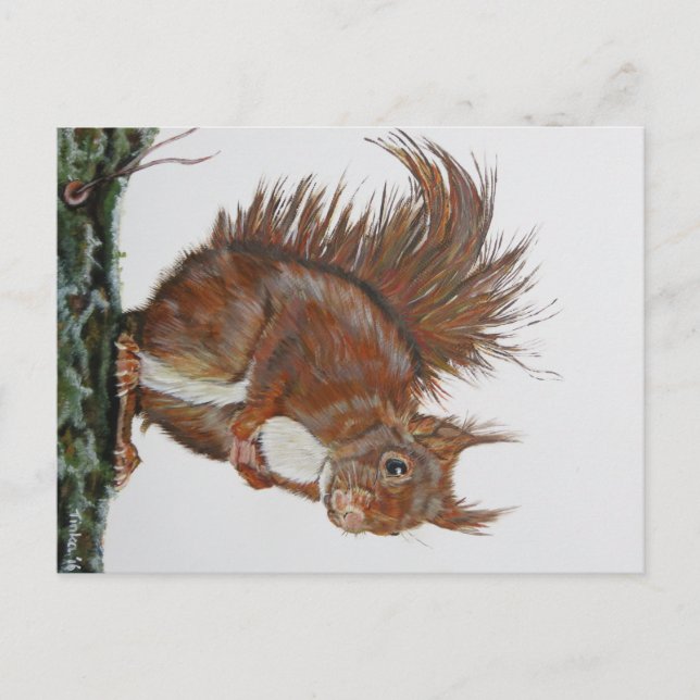 Ansichtkaart Eekhoorn. Vykort (Framsida)