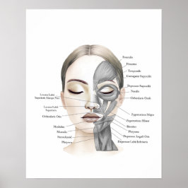 Ansikte Anatomy Anatomy Falise Muscles Beauty Deco Poster