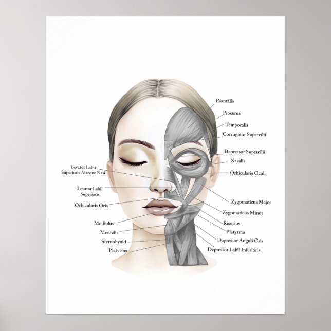 Ansikte Anatomy Anatomy Falise Muscles Beauty Deco Poster (Framsidan)