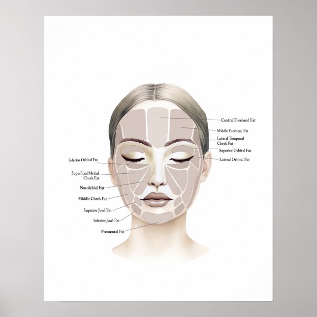 Ansikte Anatomy Beauty Art Poster (Framsidan)