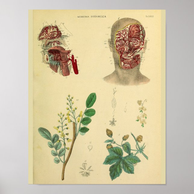 Ansikte Arteries Medicinal Plants Anatomy Art Prin Poster (Framsidan)