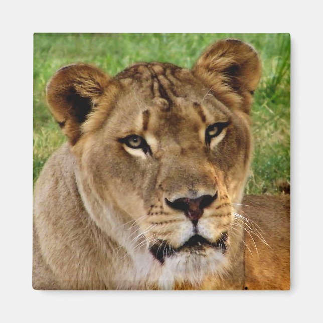 Ansikte av en drottning magnet (Framsidan)