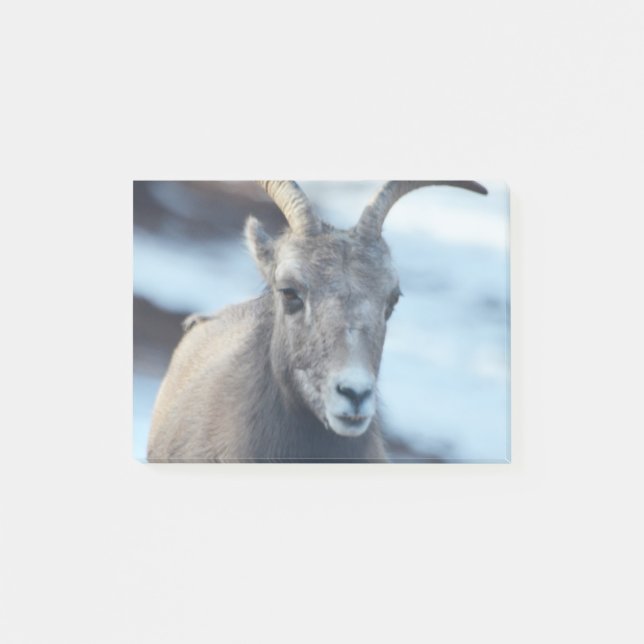 Ansikte av ett Bighorn får Post-it Block (Framsida)