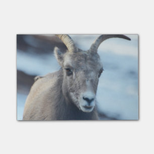Ansikte av ett Bighorn får Post-it Block