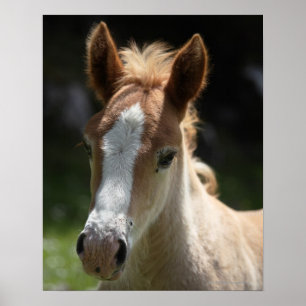 ansikte av fölet poster
