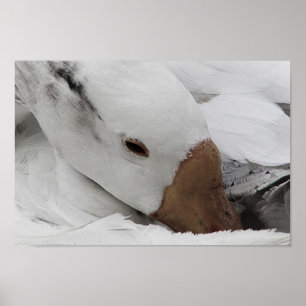 ansikte av gås poster