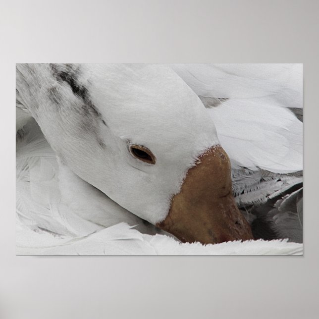 ansikte av gås poster (Framsidan)