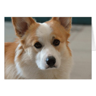 ansikte för pembrokewelsh corgi hälsningskort
