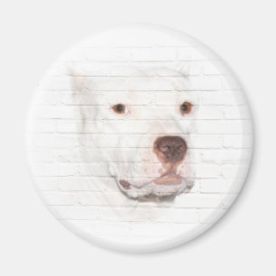 Ansikte för vitpitbullterrier magnet