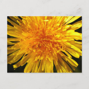 Ansikte i dandelion - vykort för MS JOH 2011