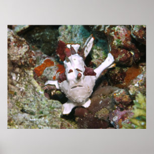 Ansikte i en Frogfish Poster