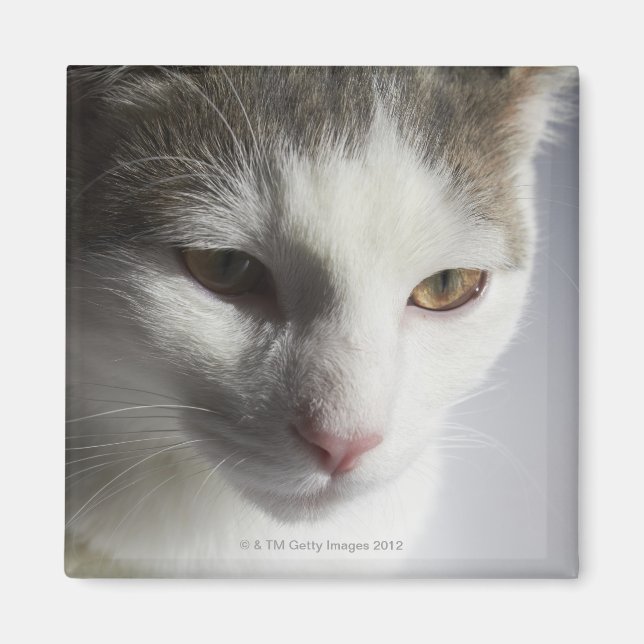Ansikte i en katt magnet (Framsidan)