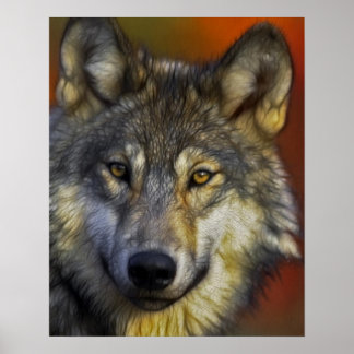 Ansikte i ett Varg Foto Poster