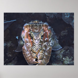 Ansikte i Kuttlefish Poster