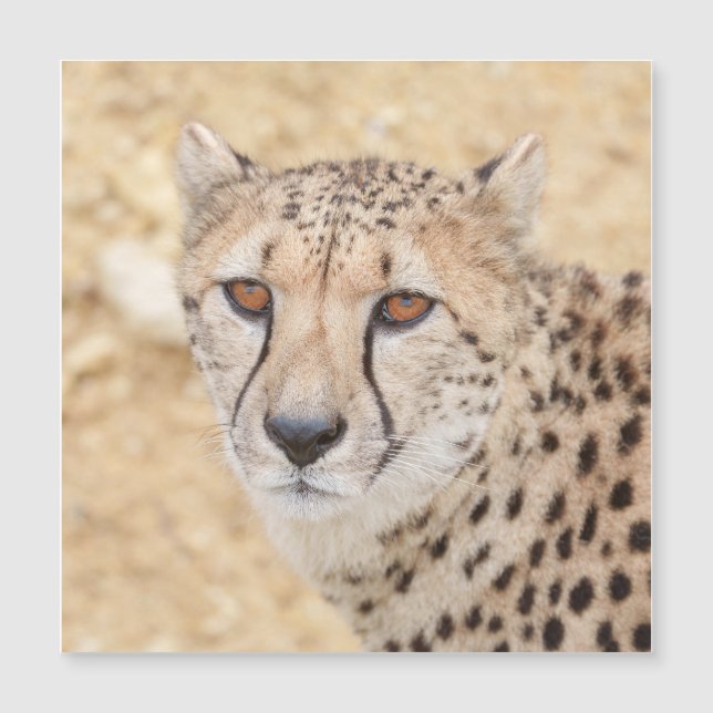 Ansikte i Vilden: Cheetahs intensiva utseende (Framsida)