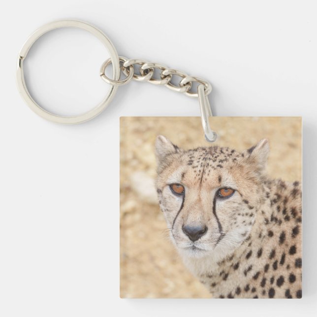 Ansikte i Vilden: Cheetahs intensiva utseende (Framsidan)
