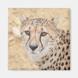 Ansikte i Vilden: Cheetahs intensiva utseende Magnet
