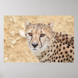 Ansikte i Vilden: Cheetahs intensiva utseende Poster