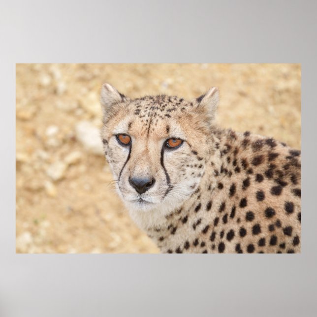 Ansikte i Vilden: Cheetahs intensiva utseende Poster (Framsidan)