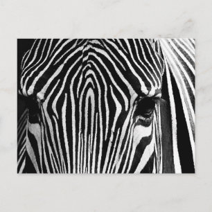 Ansikte i Zebra Vykort