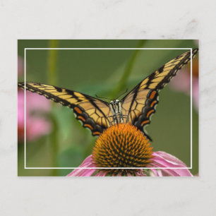 Ansikte till Ansikte Butterfly Vykort