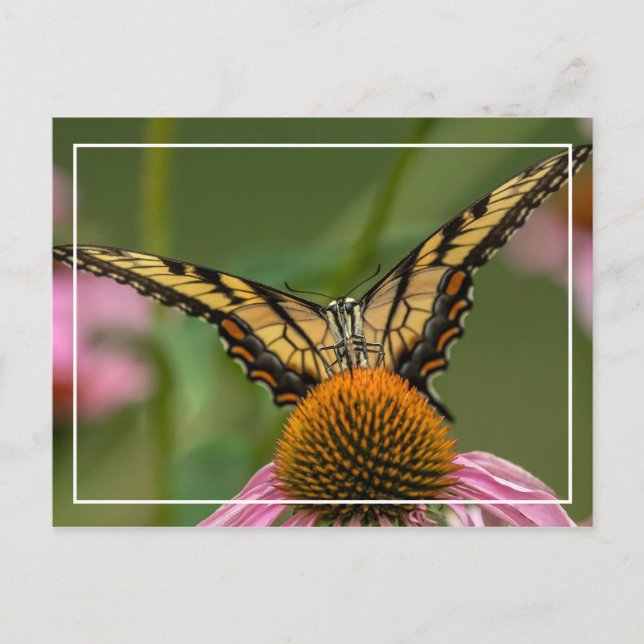 Ansikte till Ansikte Butterfly Vykort (Framsida)