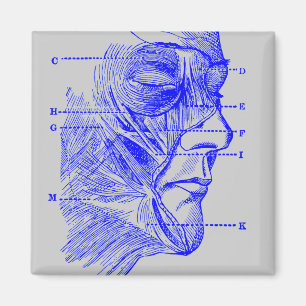 Ansiktediagram Magnet