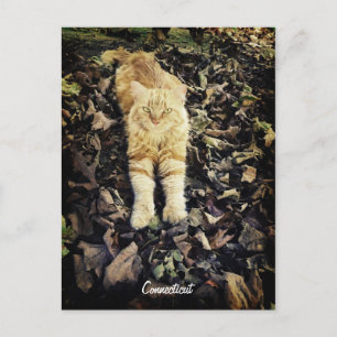 Anslutningskort Kattunge Vykort